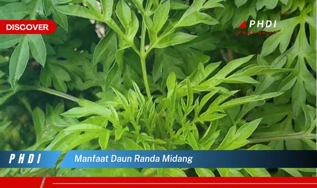 manfaat daun randa midang