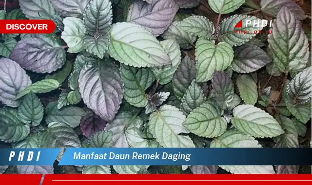 manfaat daun remek daging