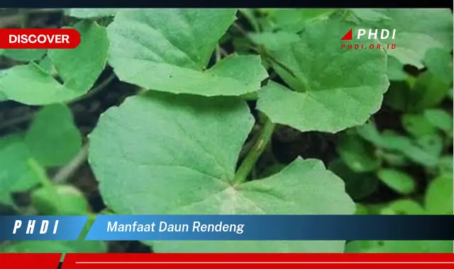 manfaat daun rendeng