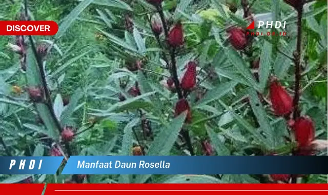 manfaat daun rosella