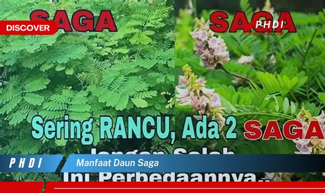 manfaat daun saga