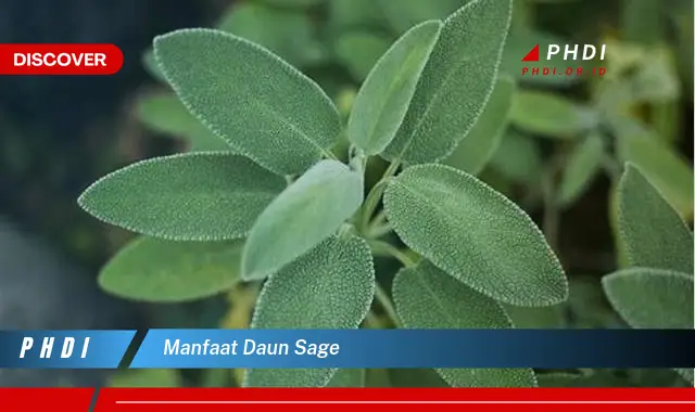 manfaat daun sage