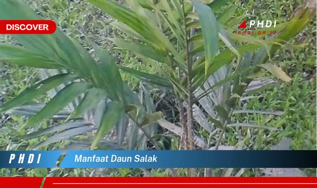 manfaat daun salak