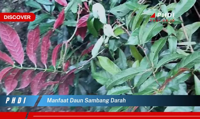 manfaat daun sambang darah