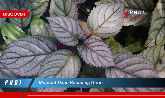 manfaat daun sambang getih