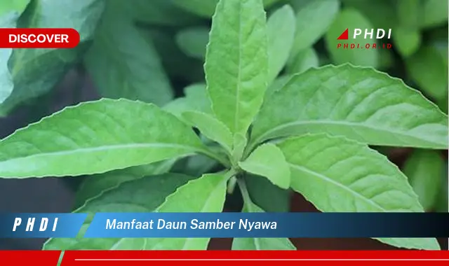 manfaat daun samber nyawa