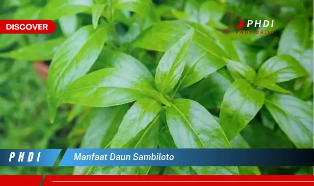 manfaat daun sambiloto