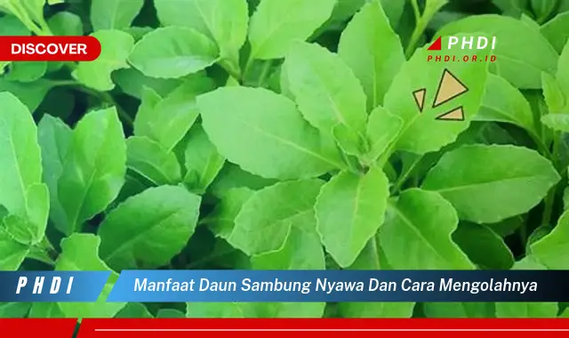 manfaat daun sambung nyawa dan cara mengolahnya