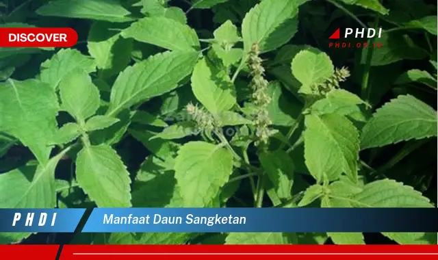 manfaat daun sangketan