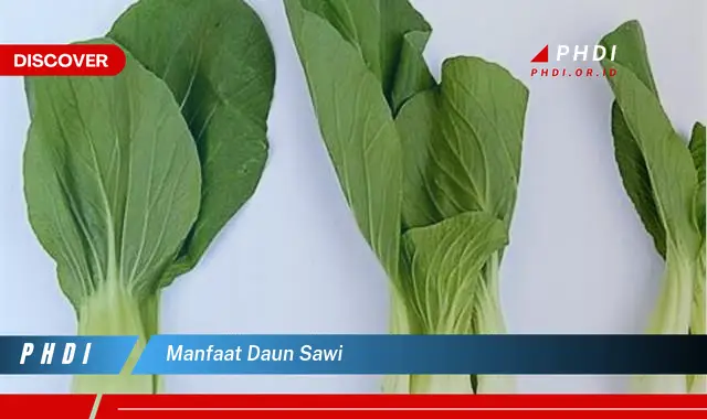 manfaat daun sawi