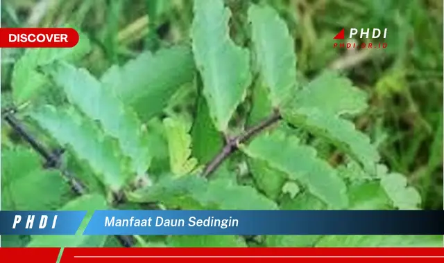 manfaat daun sedingin