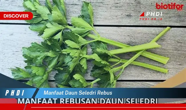 manfaat daun seledri rebus