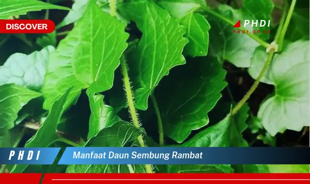 manfaat daun sembung rambat