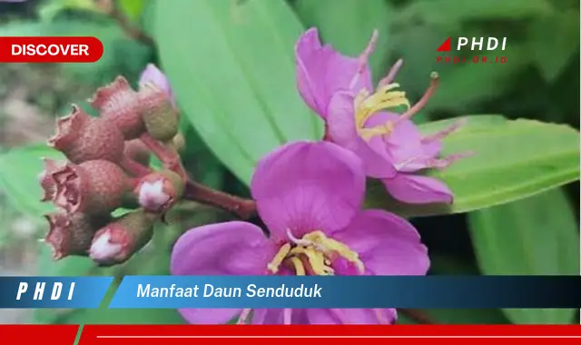 manfaat daun senduduk