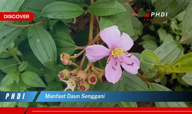 manfaat daun senggani