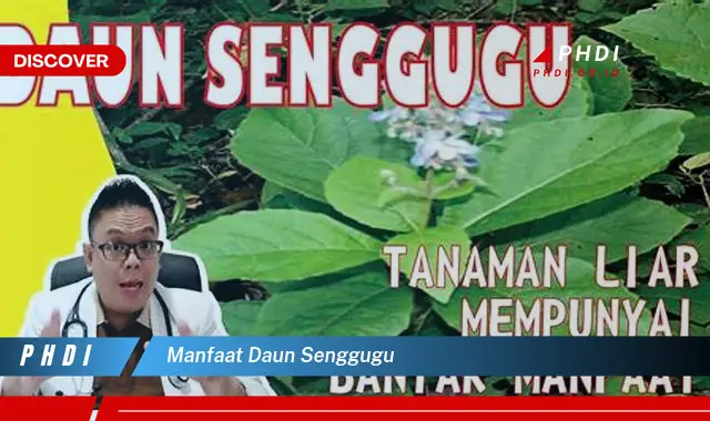 manfaat daun senggugu