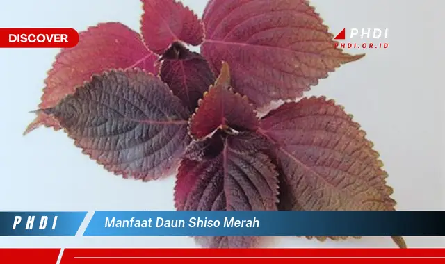 manfaat daun shiso merah