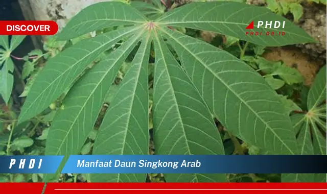 manfaat daun singkong arab