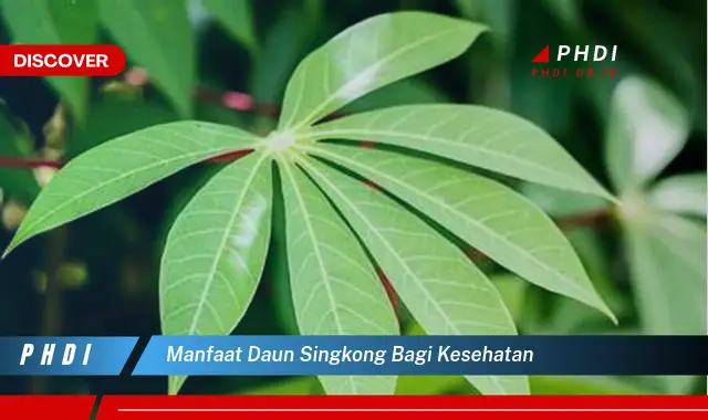 manfaat daun singkong bagi kesehatan