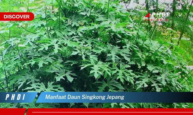 manfaat daun singkong jepang