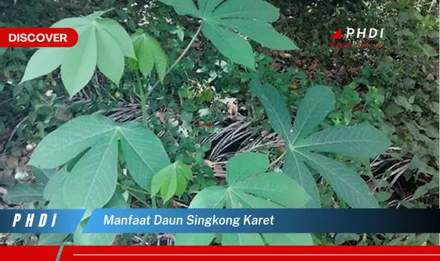 manfaat daun singkong karet