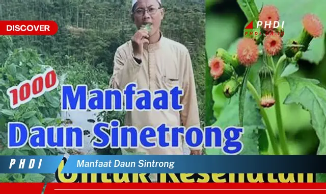 manfaat daun sintrong