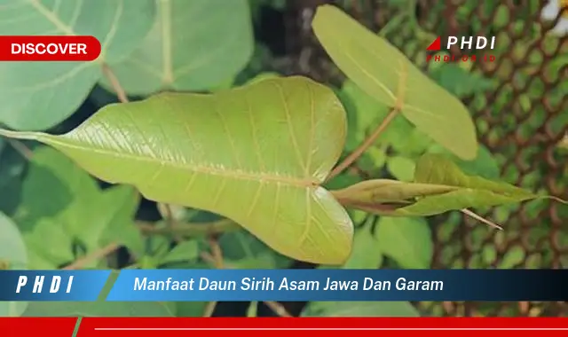 manfaat daun sirih asam jawa dan garam