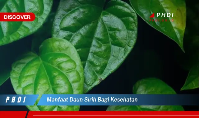 manfaat daun sirih bagi kesehatan