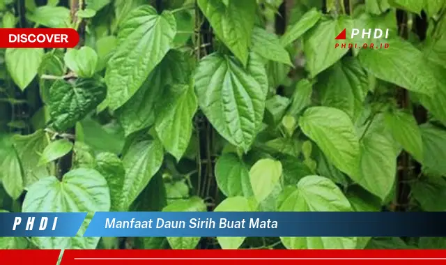 manfaat daun sirih buat mata