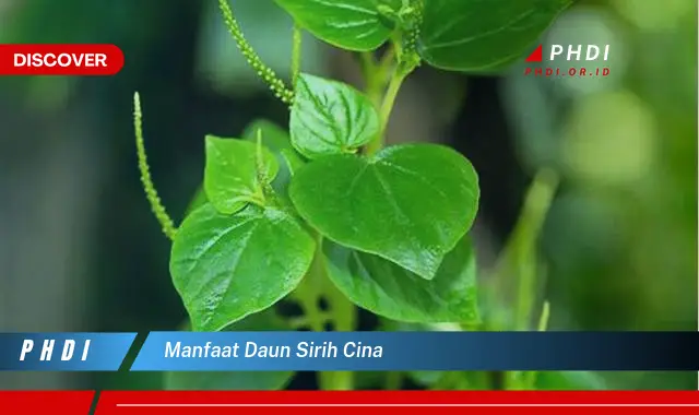 manfaat daun sirih cina