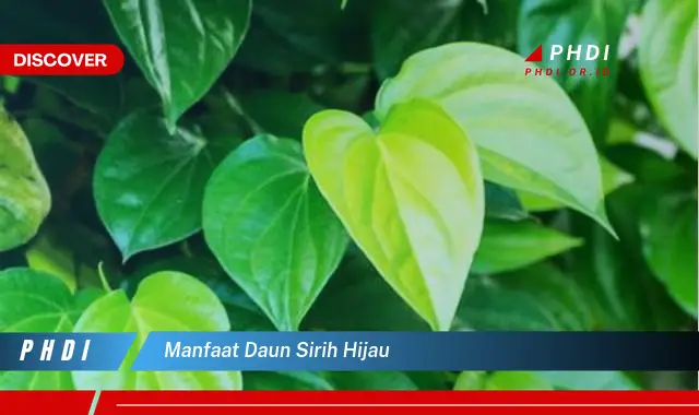 manfaat daun sirih hijau