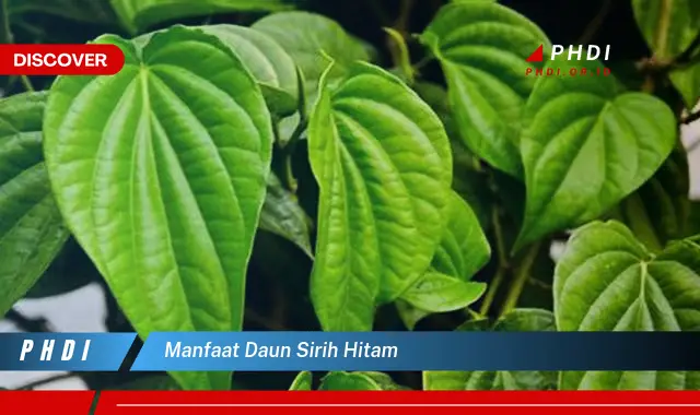 manfaat daun sirih hitam