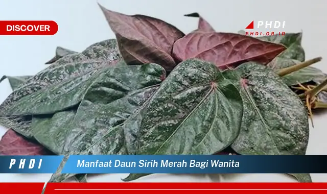 manfaat daun sirih merah bagi wanita