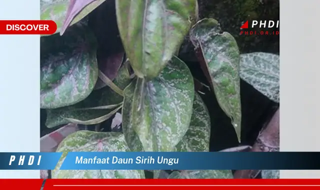 manfaat daun sirih ungu