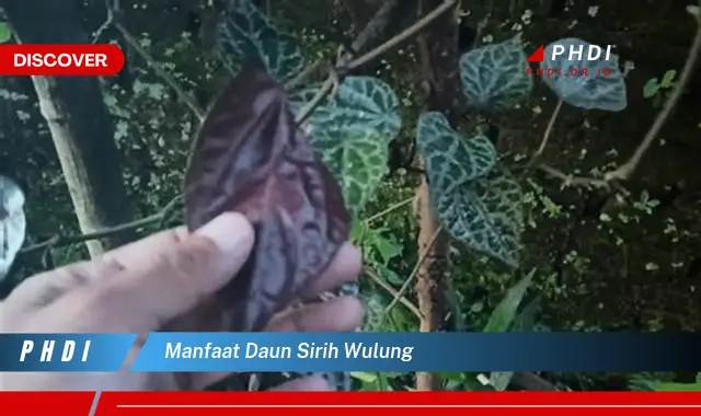 manfaat daun sirih wulung