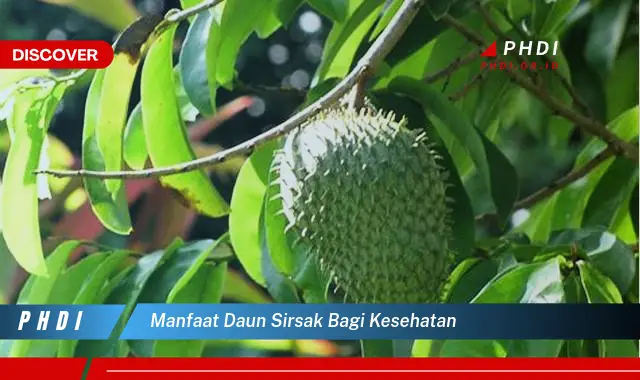 manfaat daun sirsak bagi kesehatan