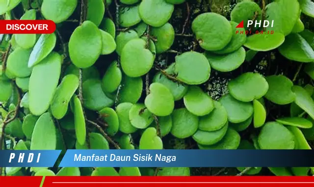 manfaat daun sisik naga