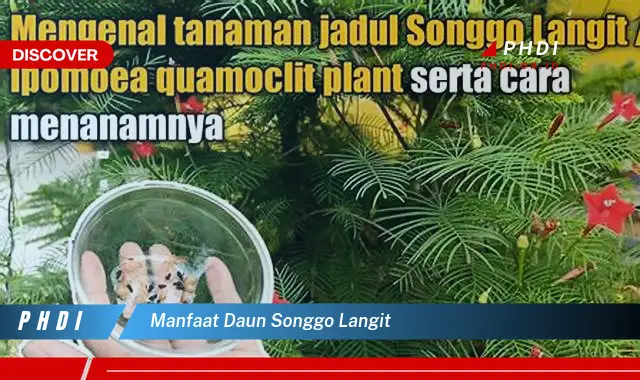 manfaat daun songgo langit