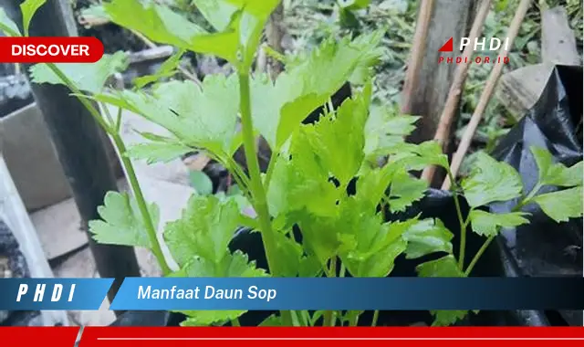 manfaat daun sop