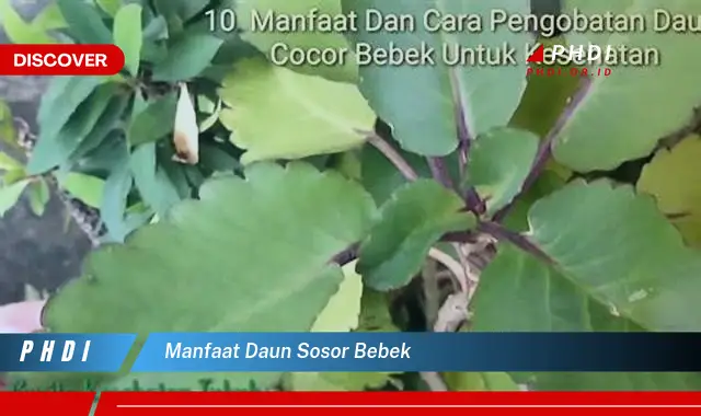 manfaat daun sosor bebek