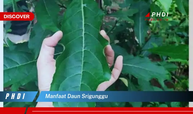 manfaat daun srigunggu