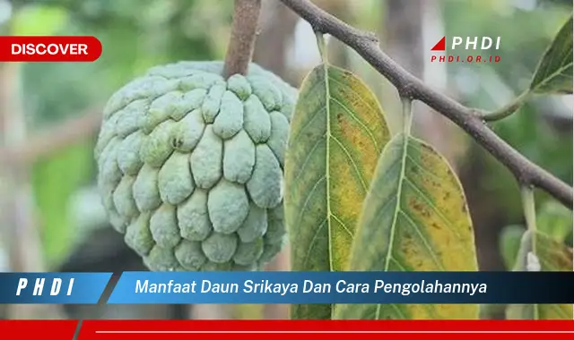 manfaat daun srikaya dan cara pengolahannya