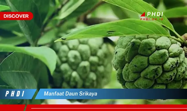 manfaat daun srikaya