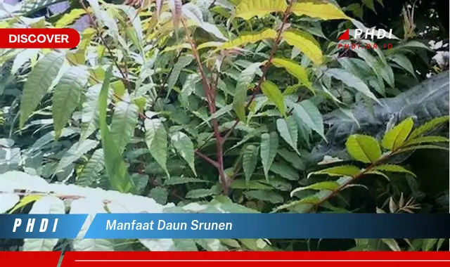 manfaat daun srunen