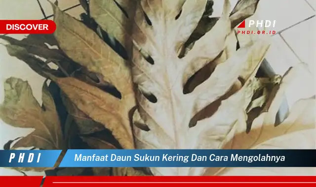 manfaat daun sukun kering dan cara mengolahnya