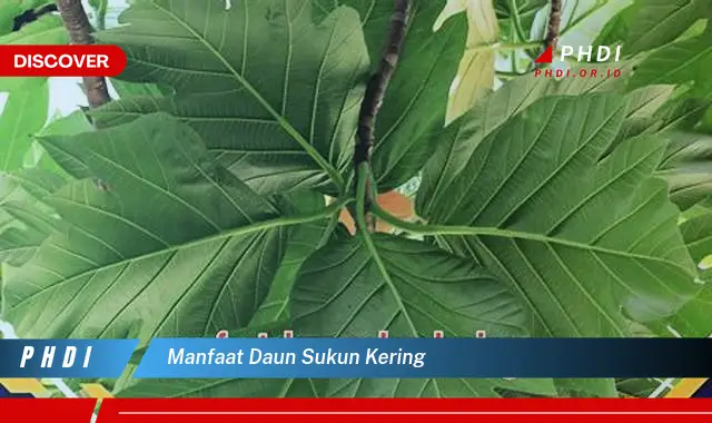 manfaat daun sukun kering