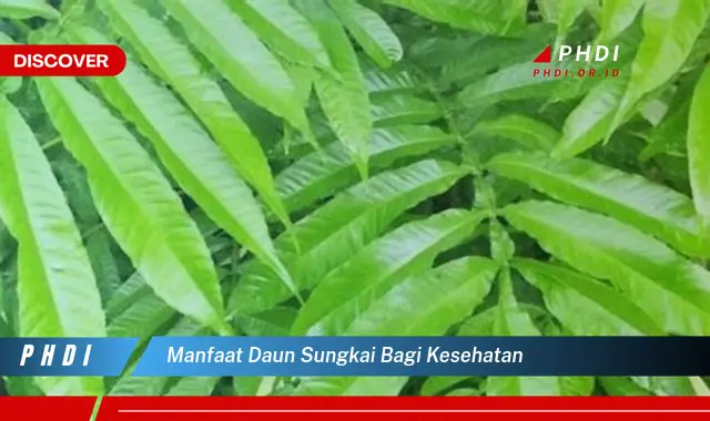 manfaat daun sungkai bagi kesehatan