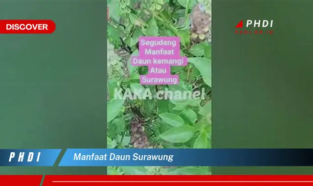 manfaat daun surawung