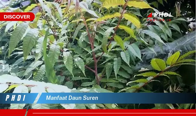 manfaat daun suren