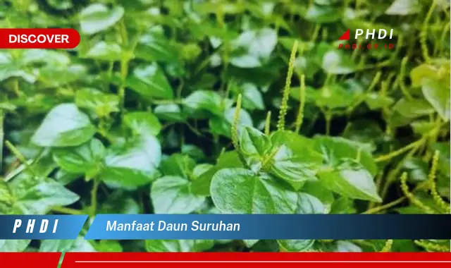 manfaat daun suruhan